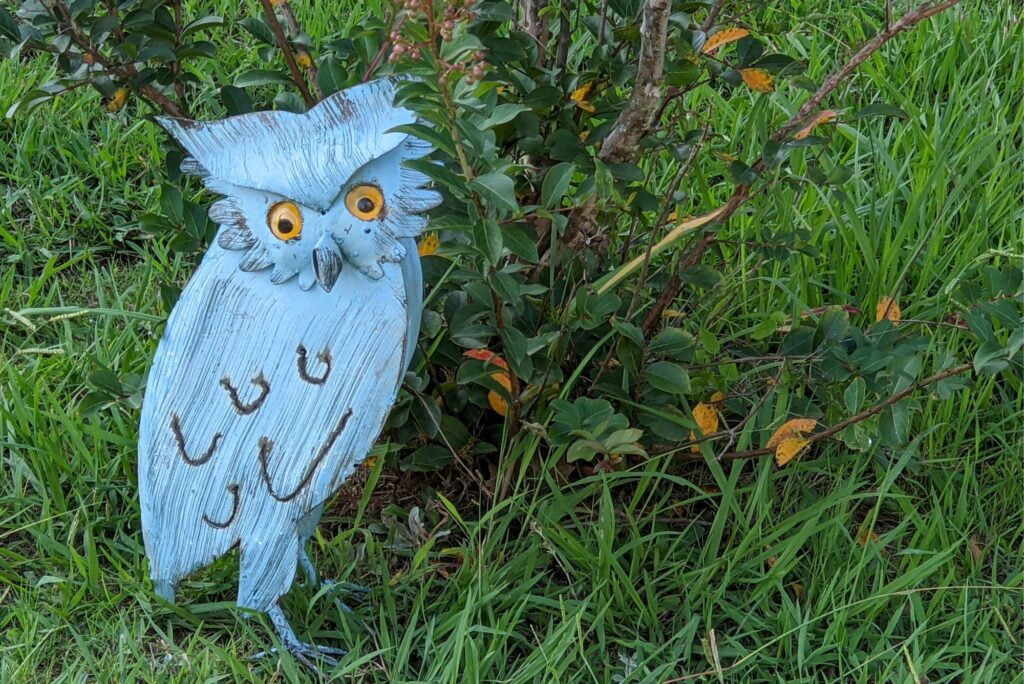 decorative owls for the home