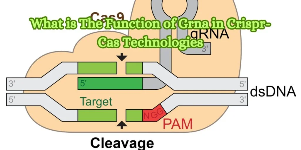 What is The Function of Grna in Crispr-Cas Technologies