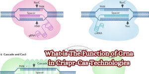 What is The Function of Grna in Crispr-Cas Technologies