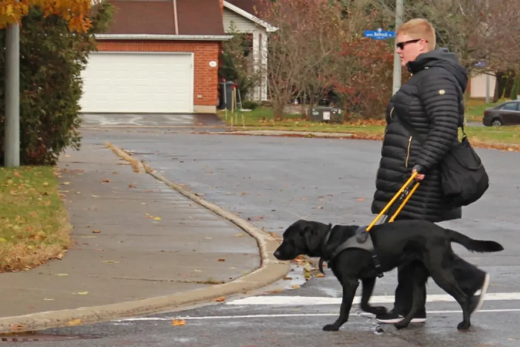 How My First Guide Dog Changed My Life A Heartfelt Journey