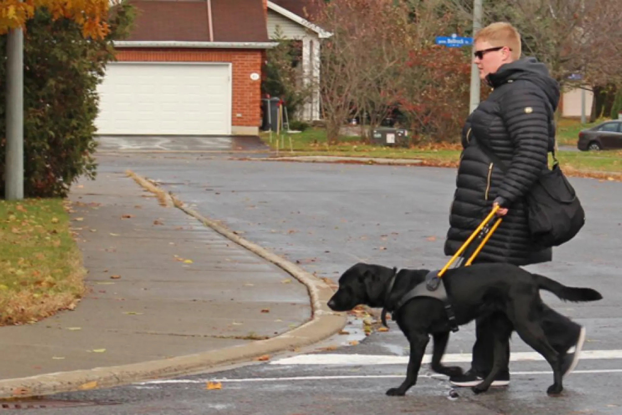 How My First Guide Dog Changed My Life A Heartfelt Journey