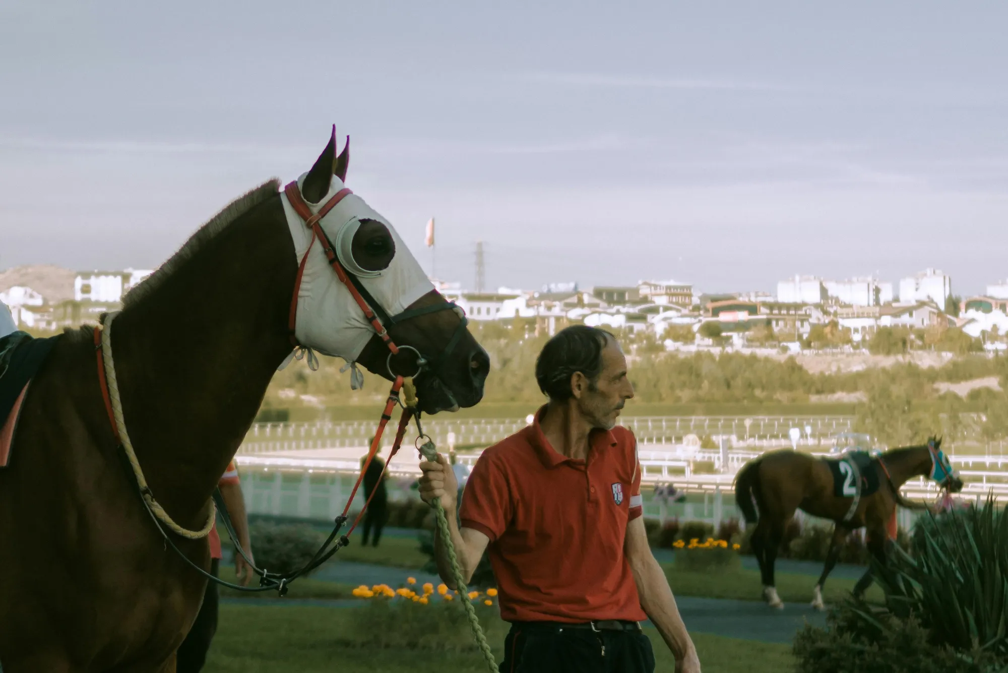 What is Live Horse Racing Betting