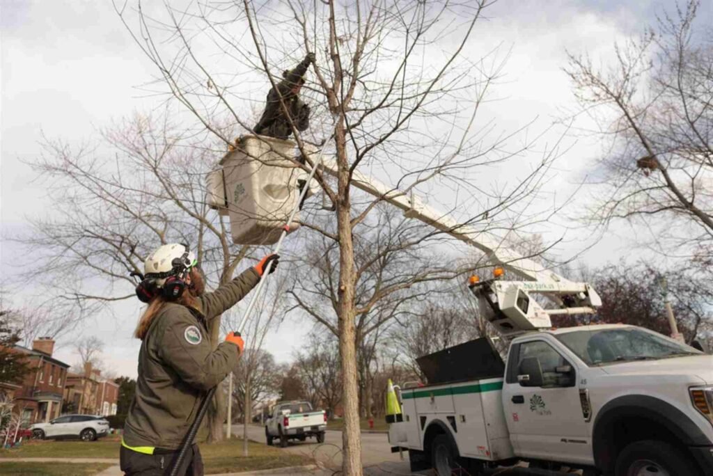 Tree Service in La Grange, IL